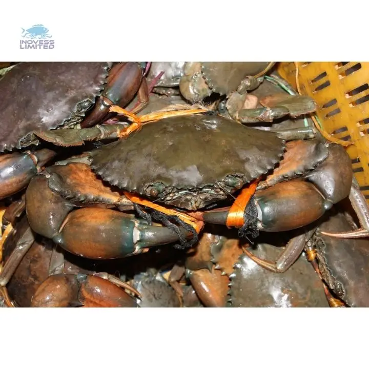King Crab Legs Frozen Quality King Crabs Snow Crab/Alaskan King Crabs/Norwegian king crabs