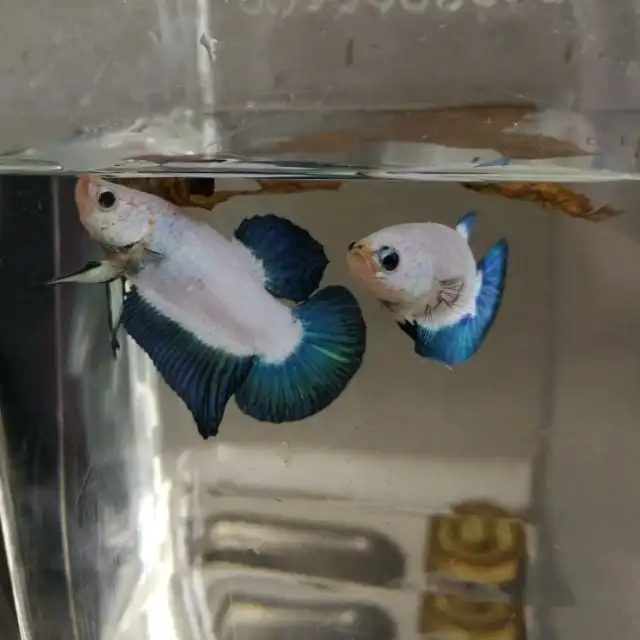 Синий обод Betta Fish HMPK