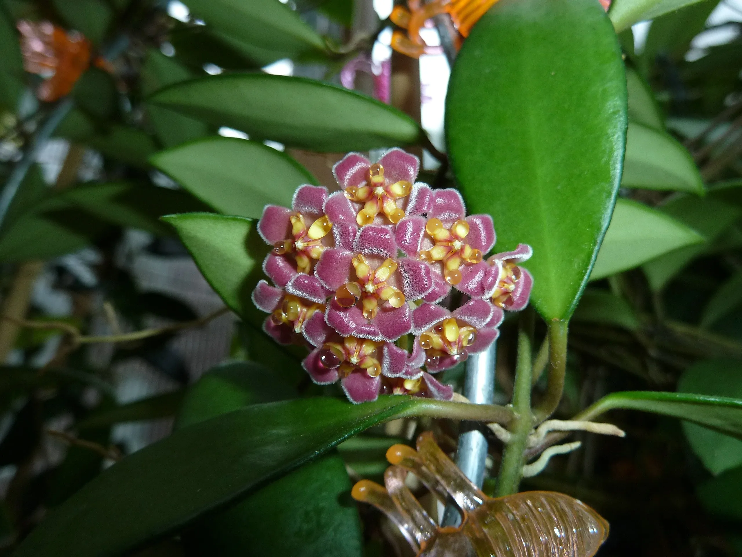 
Hoya davidcummingii 