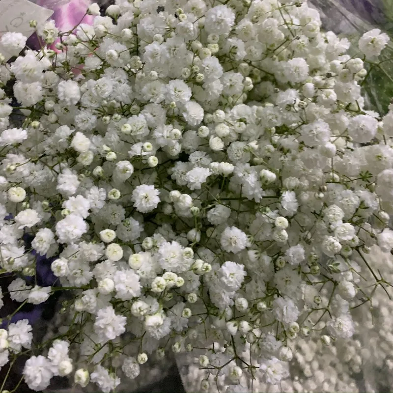 Premium quality Gypsophila Real  fresh cut flowers  variety xlence million stars decorative flowers 500 gr.