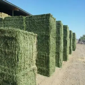Fresh Alfalfa Hay for Animal feed Natural Cattle Alfalfa Hay Animal Feed for sale..