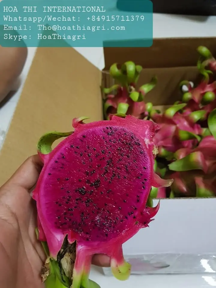 High Quality and Best Price Red Flesh 350-600gram Vietnam US, EU, ASIA Market Sweet Taste Fresh Dragon Fruit