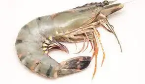Whole Price Fresh Black Tiger Prawns Shrimp Red Shrimp