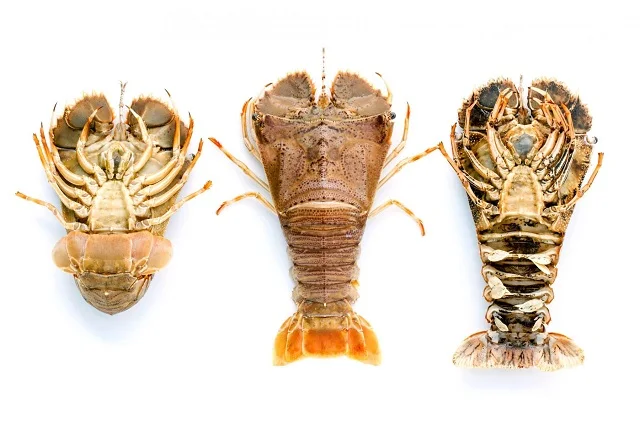 
FROZEN SAND LOBSTER FROM VIET NAM 