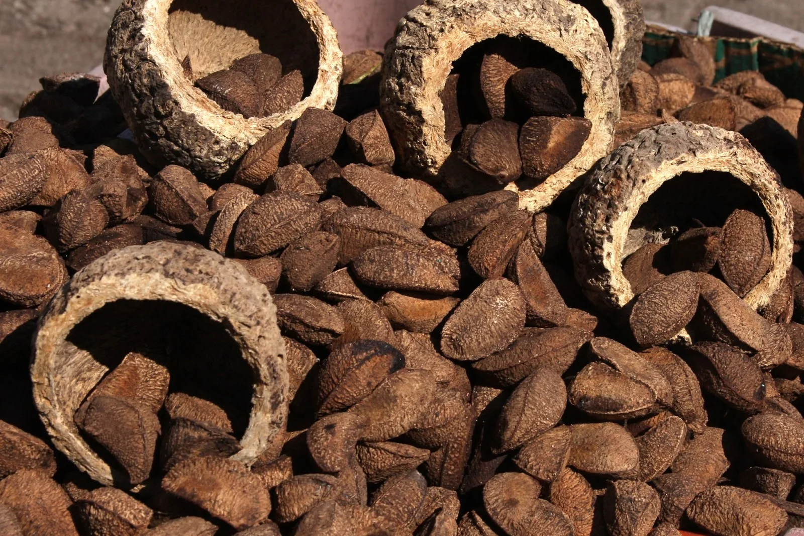 Pure Original Quality 100% Natural Wholesale Brazil Nuts For Sale