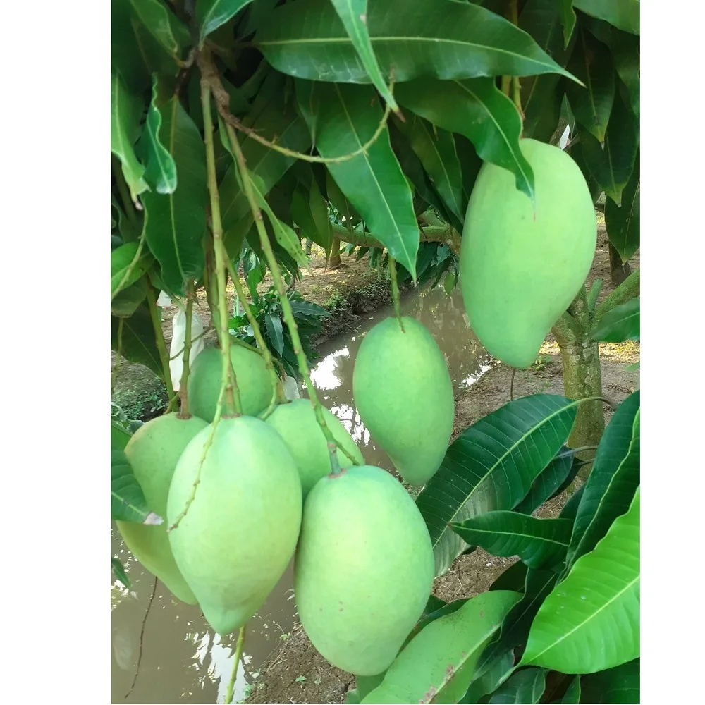 Super Delicious Organic Natural Mild Sweet Green Yellow Tropical Ripe Cat Hoa Loc Mango Fruit exported from Vietnam