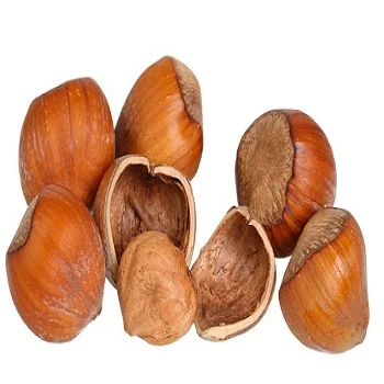 
Hazel nuts ready for export 