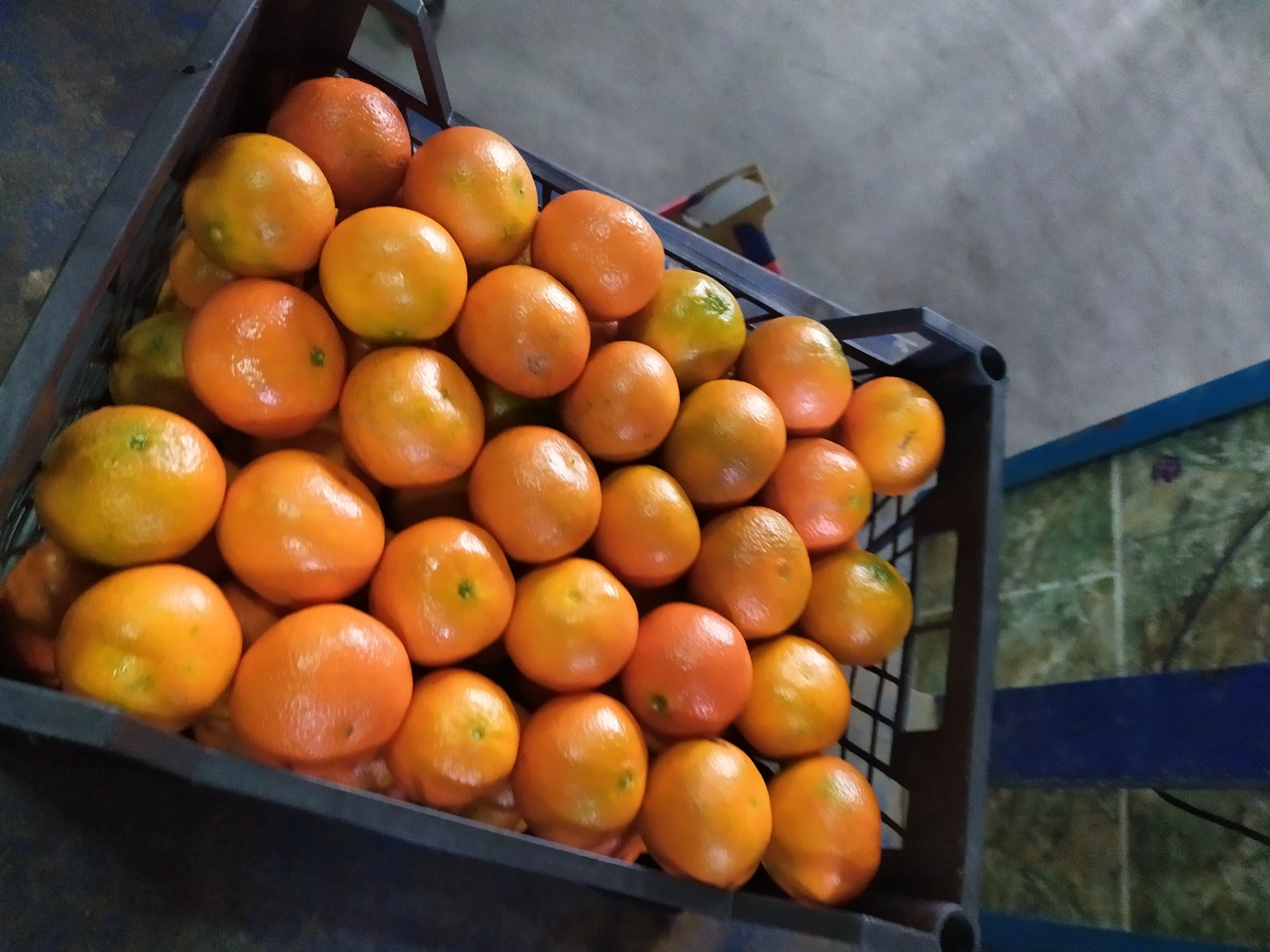 Свежий Пупок апельсин валенсиана и апельсины мандарин цитрусовые из Египта готовы к экспорту сезон
