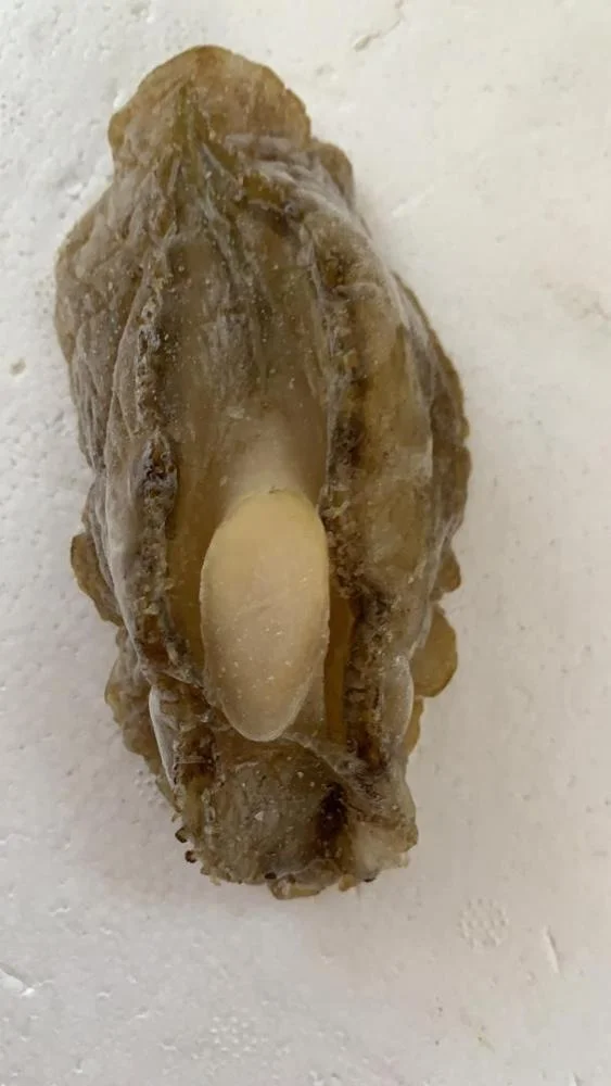 Top Selling High Grade Half Cooked Abalone Seafood For Sale Packaging ISO HACCP Fresh Health Nutrition Origin Life