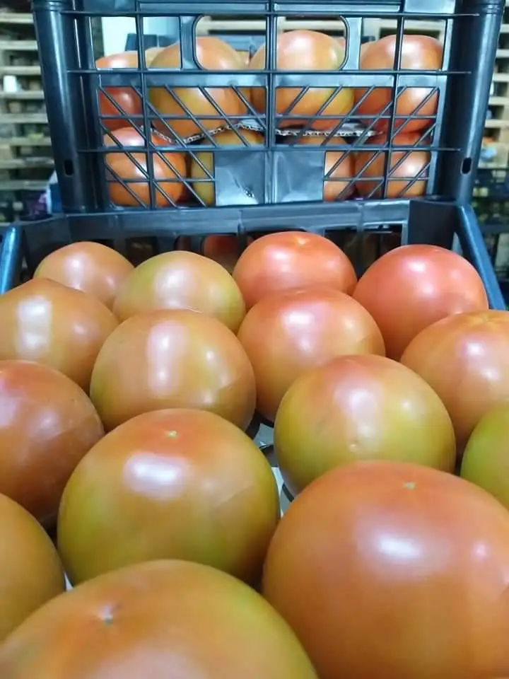 Durable Red Green Fresh Tomatoes Mature Tomato Best Quality For Wholesale Quick Response Good Price from TURKEY