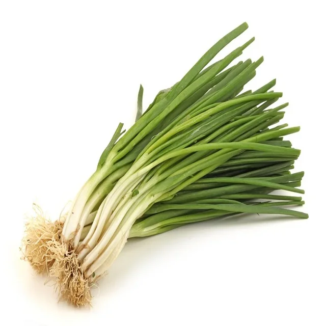 
 High Quality China Hybrid F1 Scallion Seeds Bunching Onion Green Onion Seed  