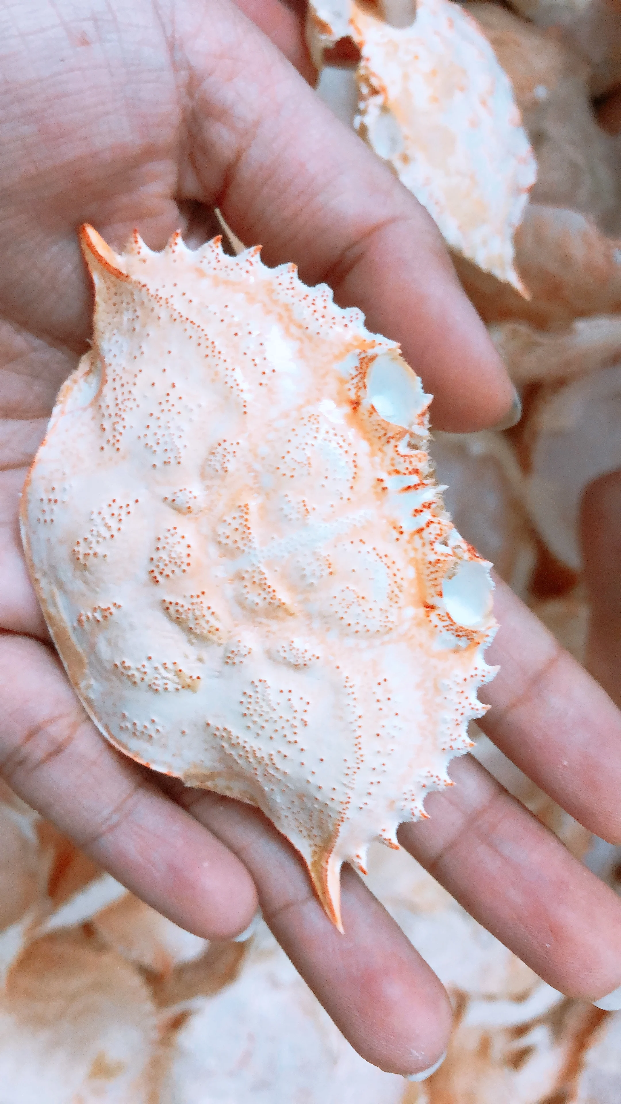 Высококачественная натуральная сушеная оболочка краба для продуктов питания в ресторане из