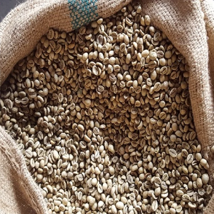  Кофе робуста из Вьетнама Лучший товар зеленые кофейные зерна отличный