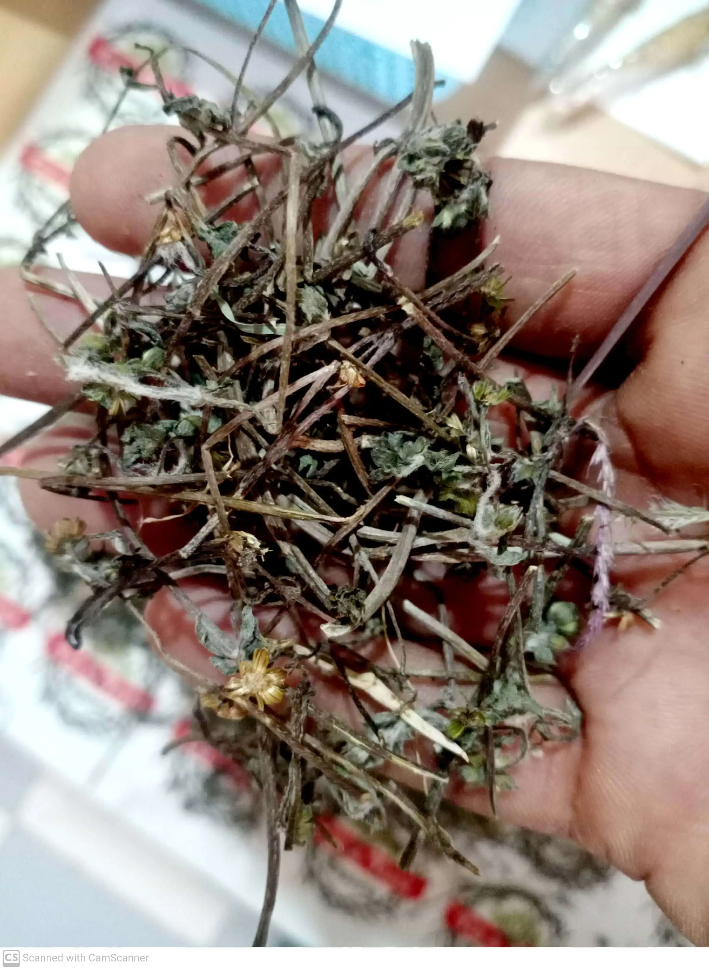 Bhringraj - Eclipta Prostrata - Oil  Prevents Hair Fall And Baldness Treats Dandruff And Dry Scalp