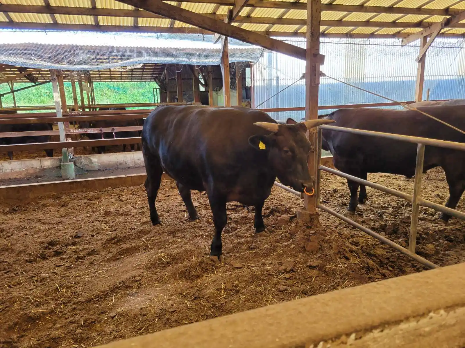  Пирог из говядины Сага