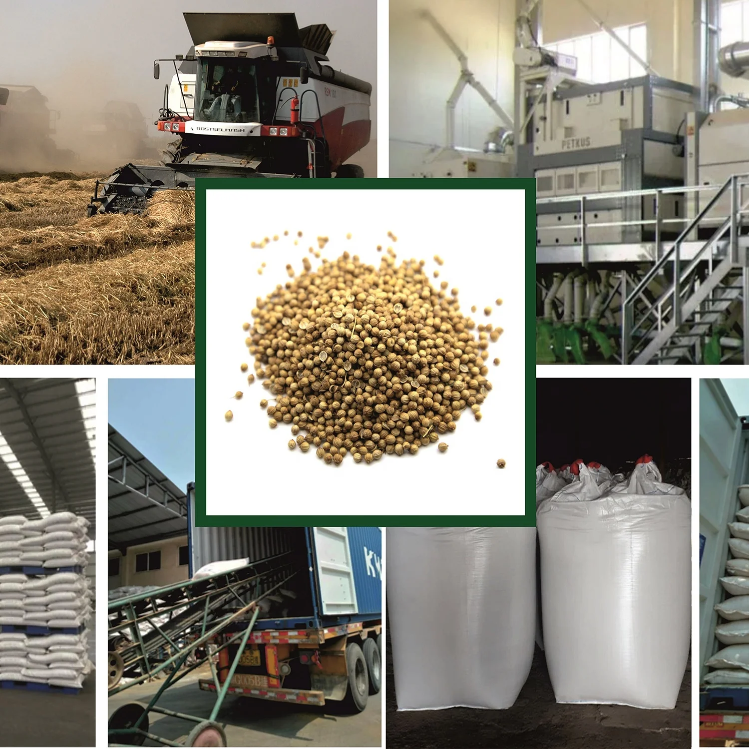 Natural whole coriander seeds in bulk, wholesale price