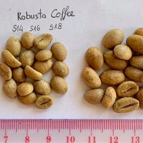 Сертифицированный Органический Тип культивирования, натуральный аромат, богатый аромат, робуста, кофейные зерна от Langbiang Vietnam