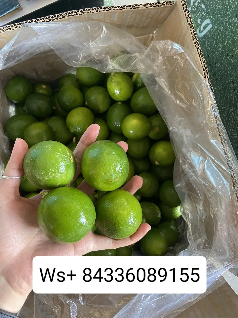Lemon export good price/100% Natural/ Fresh Green Seedless Lemons from Vietnam/Jolene HH +84336089155