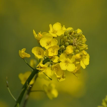 
Premium Quality Refined Rapeseed Oil in Bulk or Bottled 