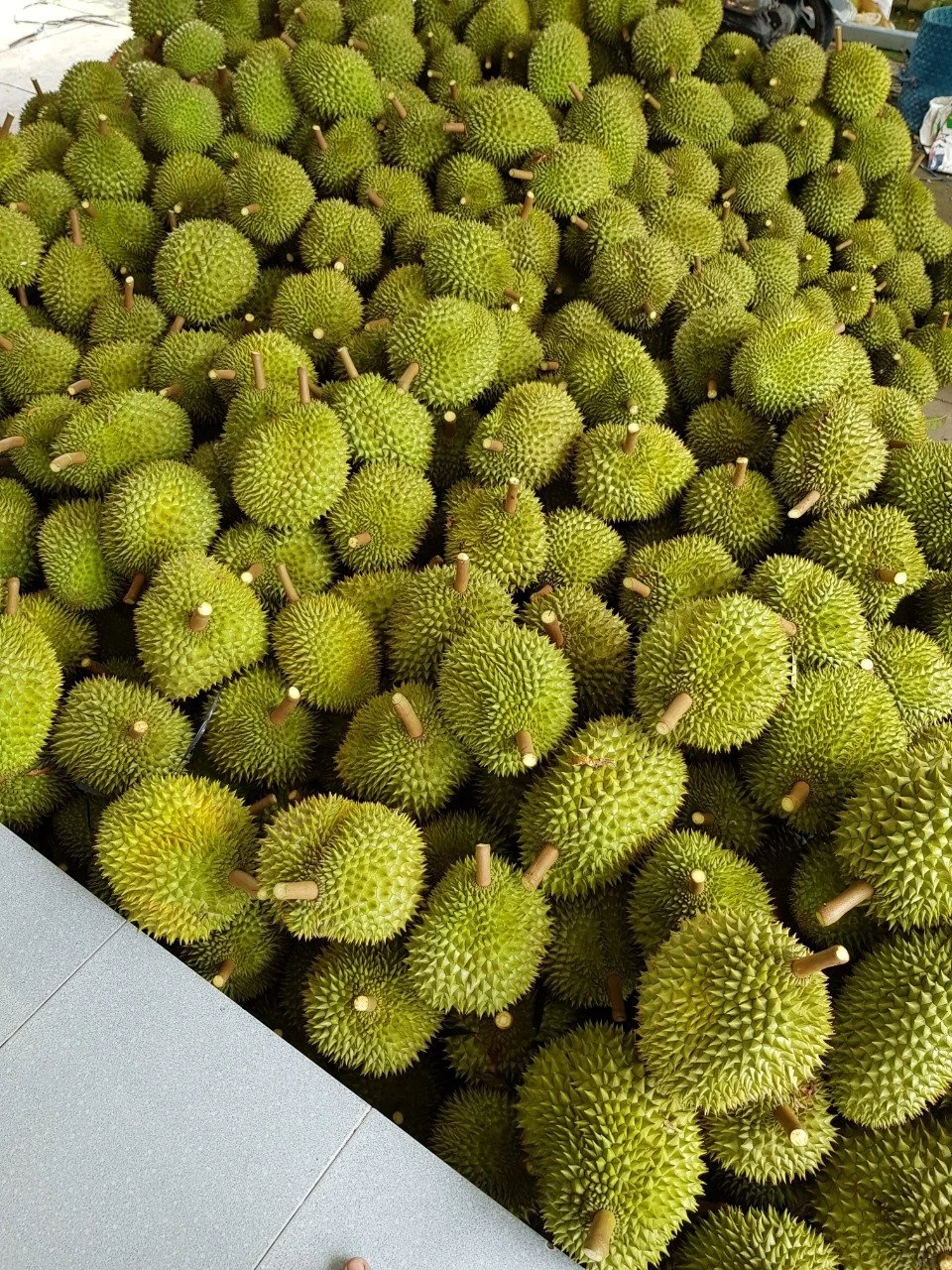 IQF FROZEN DURIAN RI6 TABLET ORIGIN VIETNAM FROM AN VAN THINH FOOD COMPANY AVTFOOD AVTF AVT / TABLETA CONGELADA DE DURIAN RI6