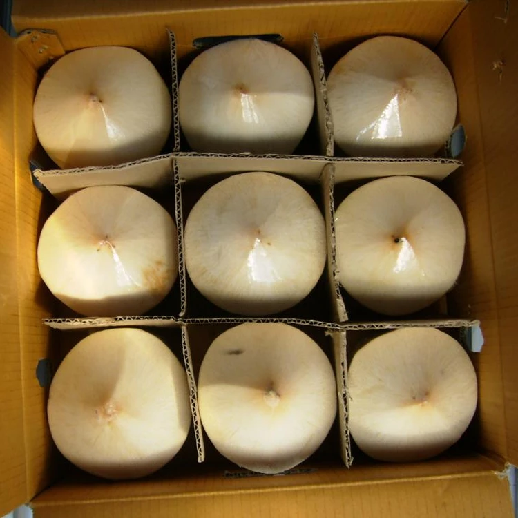 Дешевая цена зеленый кокос свежий молодой сладкий