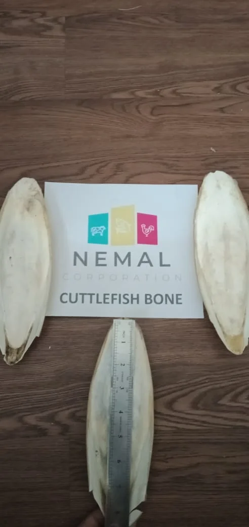
Export Quality Cuttlefish Bone (Dried) 