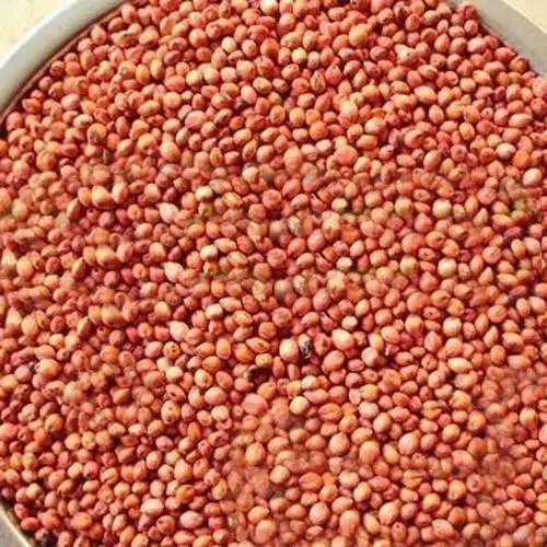 
Best Selling Premium Wholesale Red Sorghum 