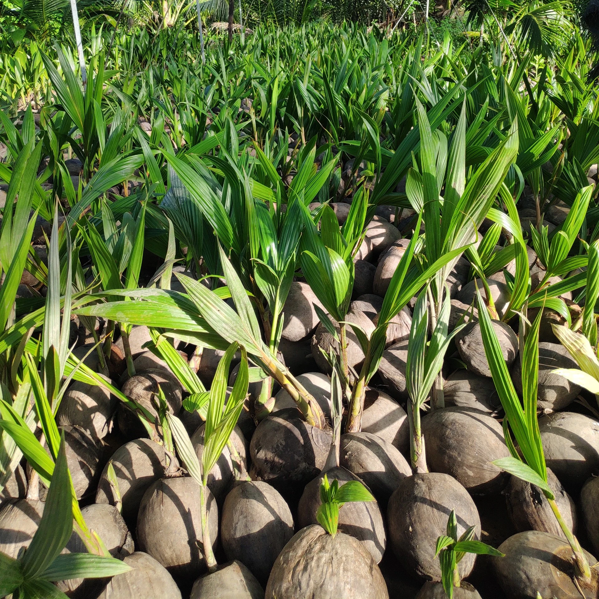 
Рассады кокоса для продажи оптом/Whatsapp + 84 896611913 