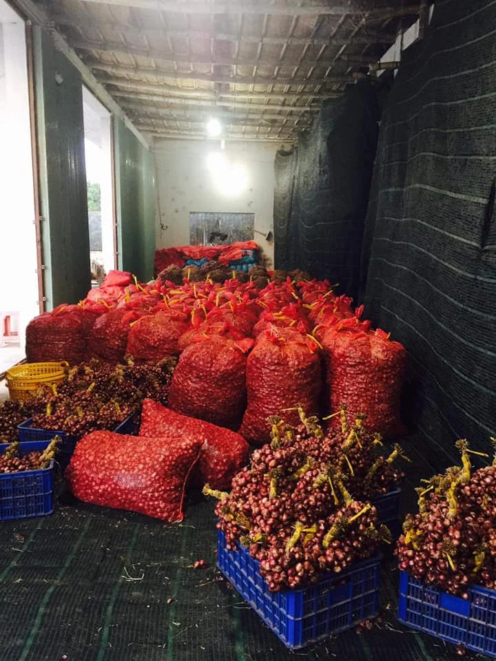  Новый Урожай шалотов лук размер 30 - 50 мм круглый из Вьетнама-МС Софи + 84 901 022 641