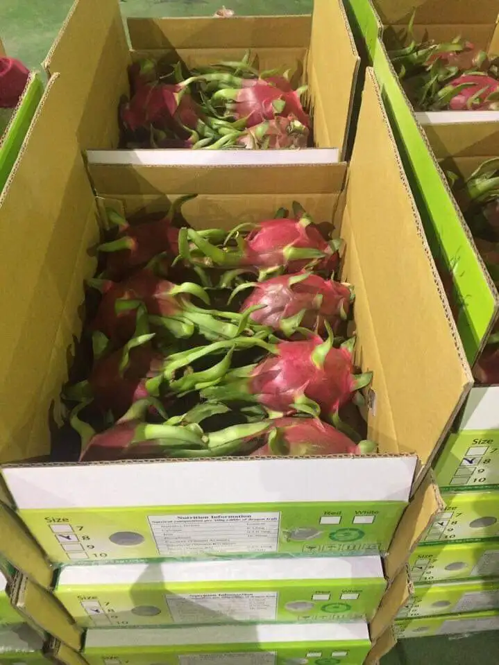 
Vietnamese red dragon fruit with high nutrition and rich in vitamins is sought after by many markets good price and high quality 