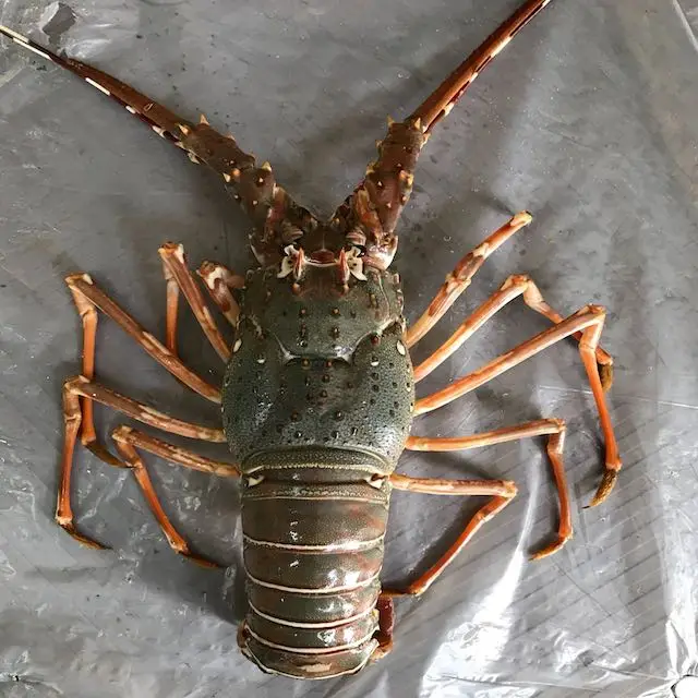 lobster  20.jpg