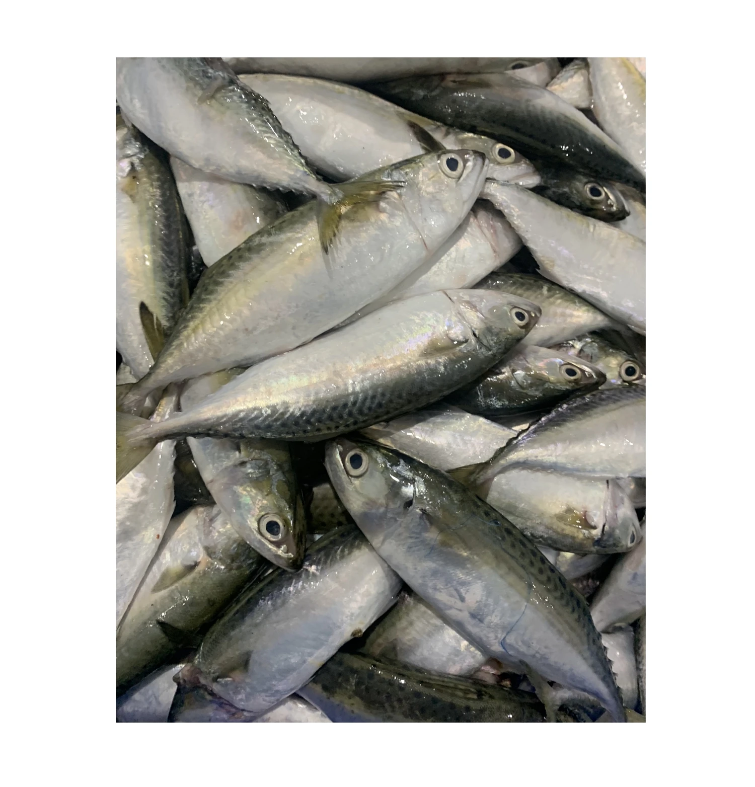 GOOD PRICE FROZEN SHORT BODY MACKEREL AVAILABLE FROM VIET NAM