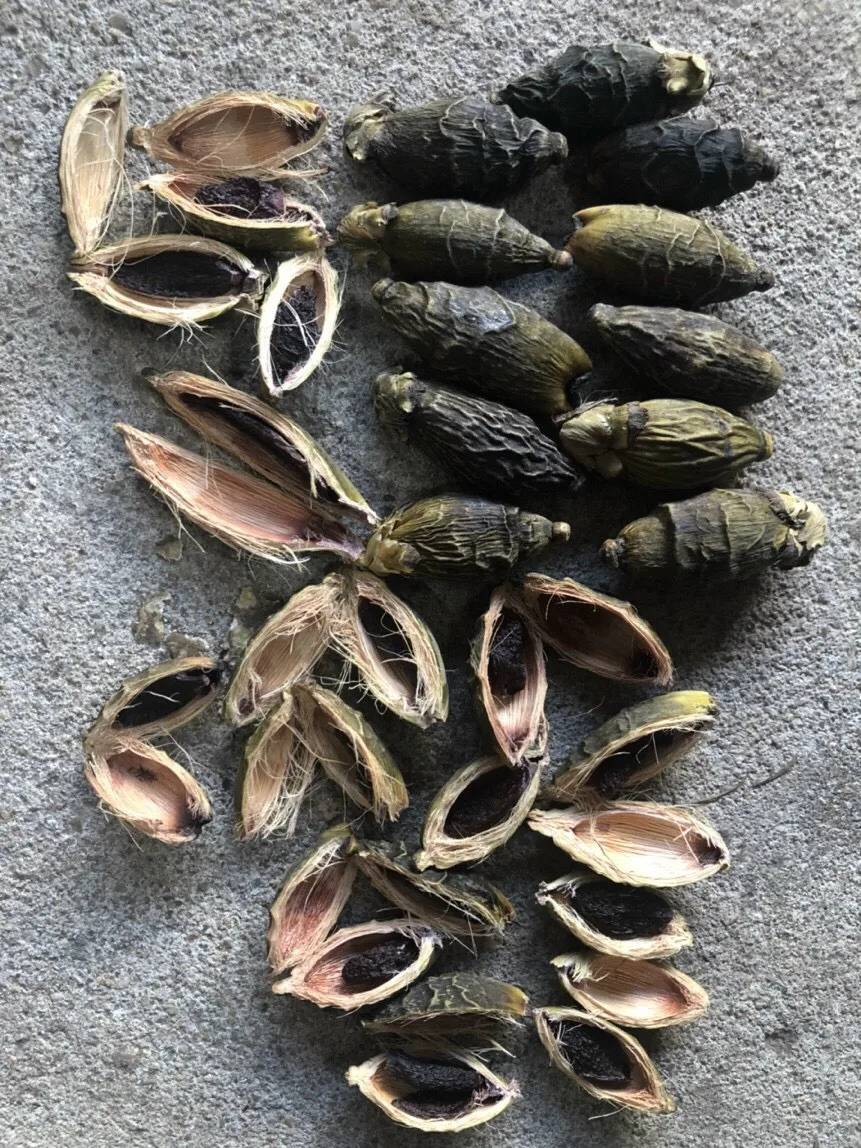 Высококачественный высушенный betel/молодой вареный Betel Nut из Вьетнама