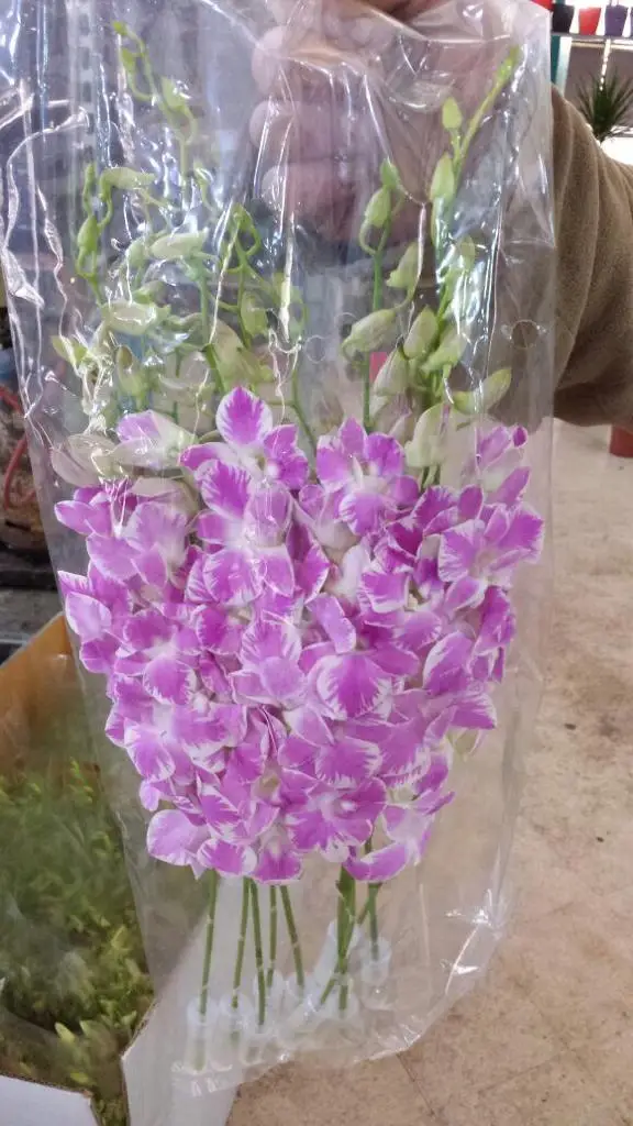 
White Dendrobium Orchid 