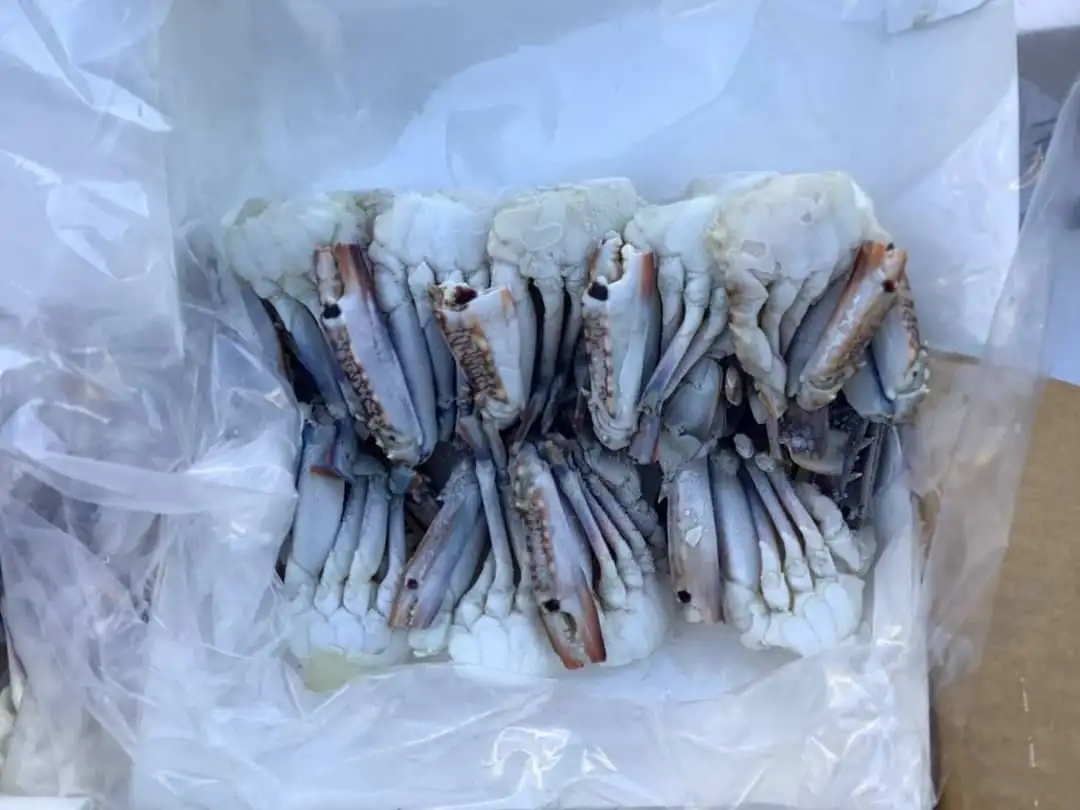 Crabs Frozen Fresh Seafood Premium Products High Quality from Thailand for 100% Export Wholesale ready to ship