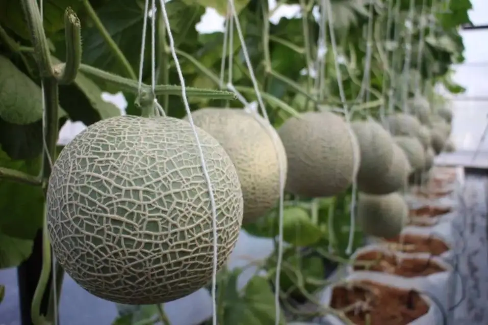 Свежий CANTALOUP Таиланд