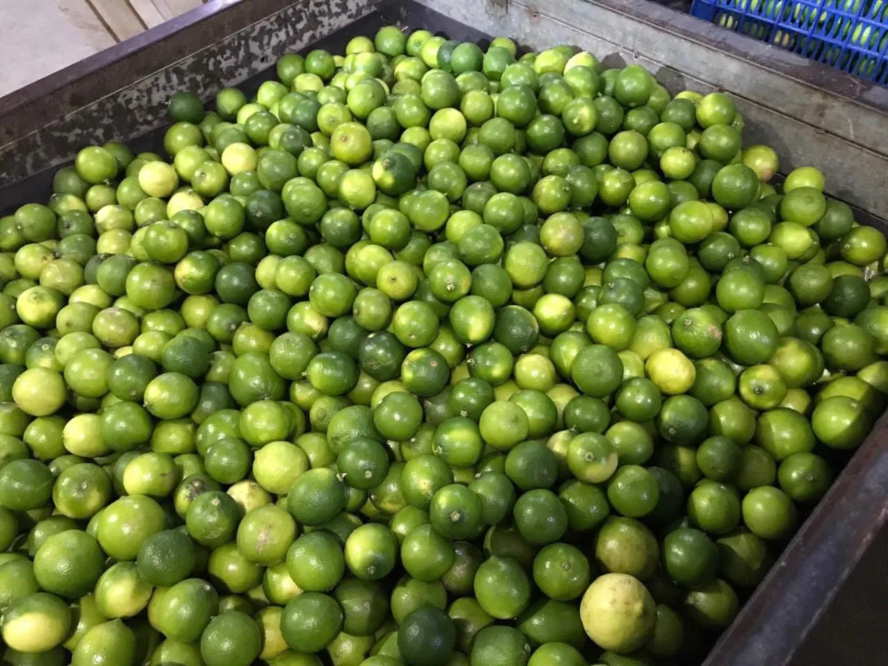 TW6 Hot Sale High Nutrition Value Fresh Seedless Lime Lemon With 5kgs/10kgs/15kgs/ Carton Box