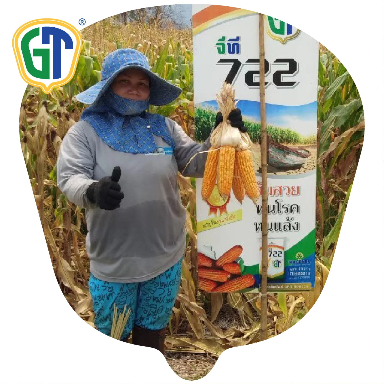 
Deep kernels Good Husk Cover Deep Orange Hybrid Bulk GT722 Corn Seed With Phytosanitary Certification From Thailand 