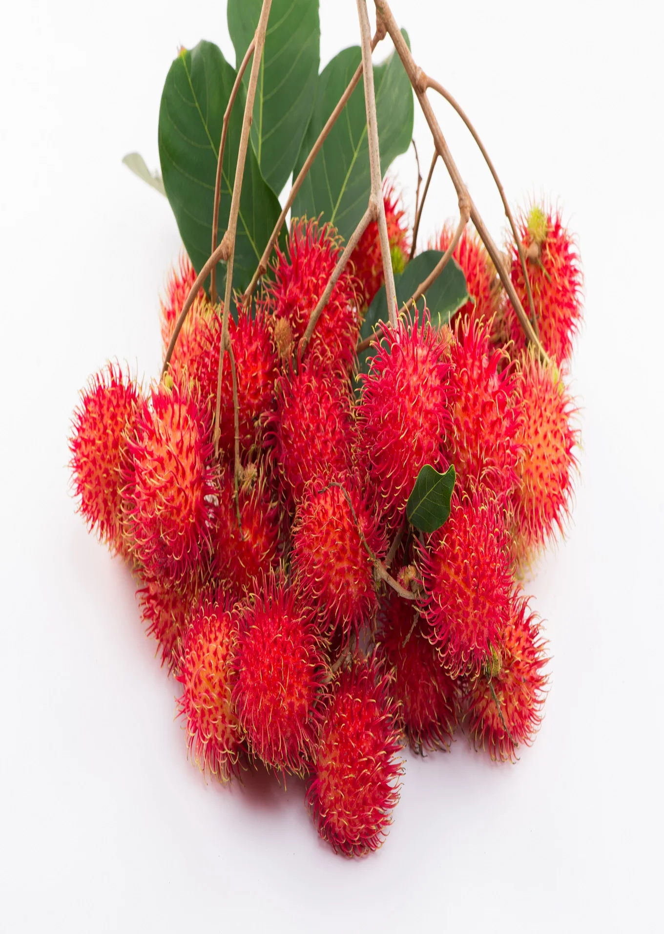 Hot Sale 28-35 Pieces/kg Common Cultivation Type Carton Box Packaging Sweet Taste Rambutan Export From Vietnam