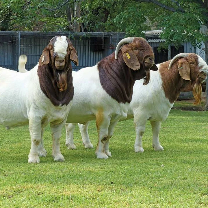 
Live Pure Breed Boer Goat / 100% Full Blood Live Boer Goats 