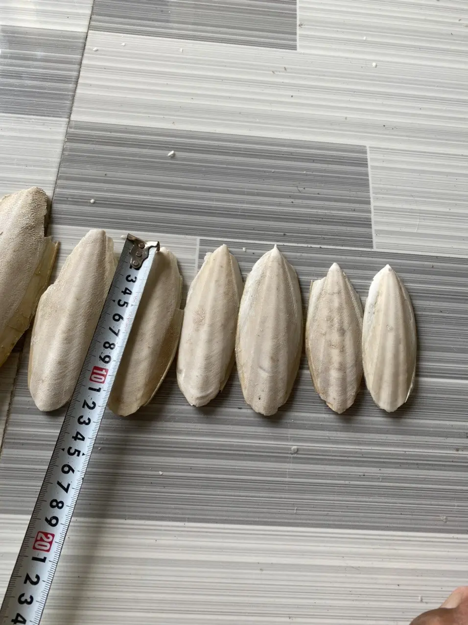 Хороший товар от Ocean Cuttlefish, лучший тип костей для игрушек для домашних животных-Tony (телефон/Whatsapp/Viber: + 84 911 333 066)