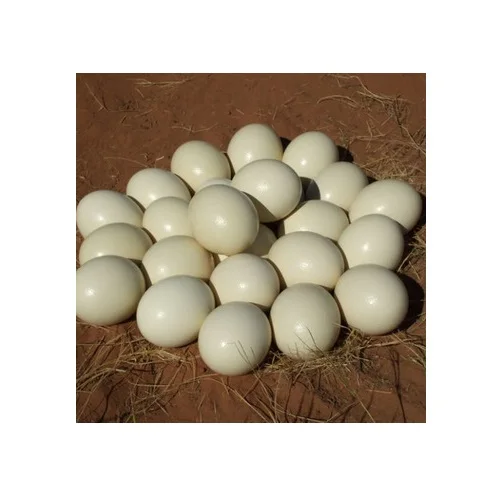 Страусиные яйца