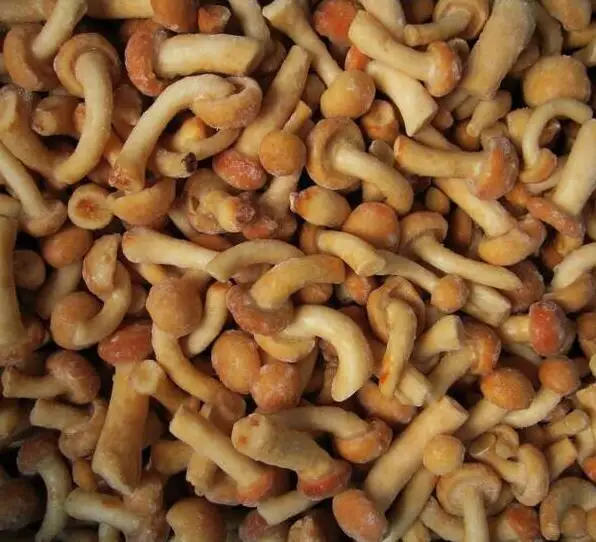 Best Quality Frozen Nameko mushroom At Company Price