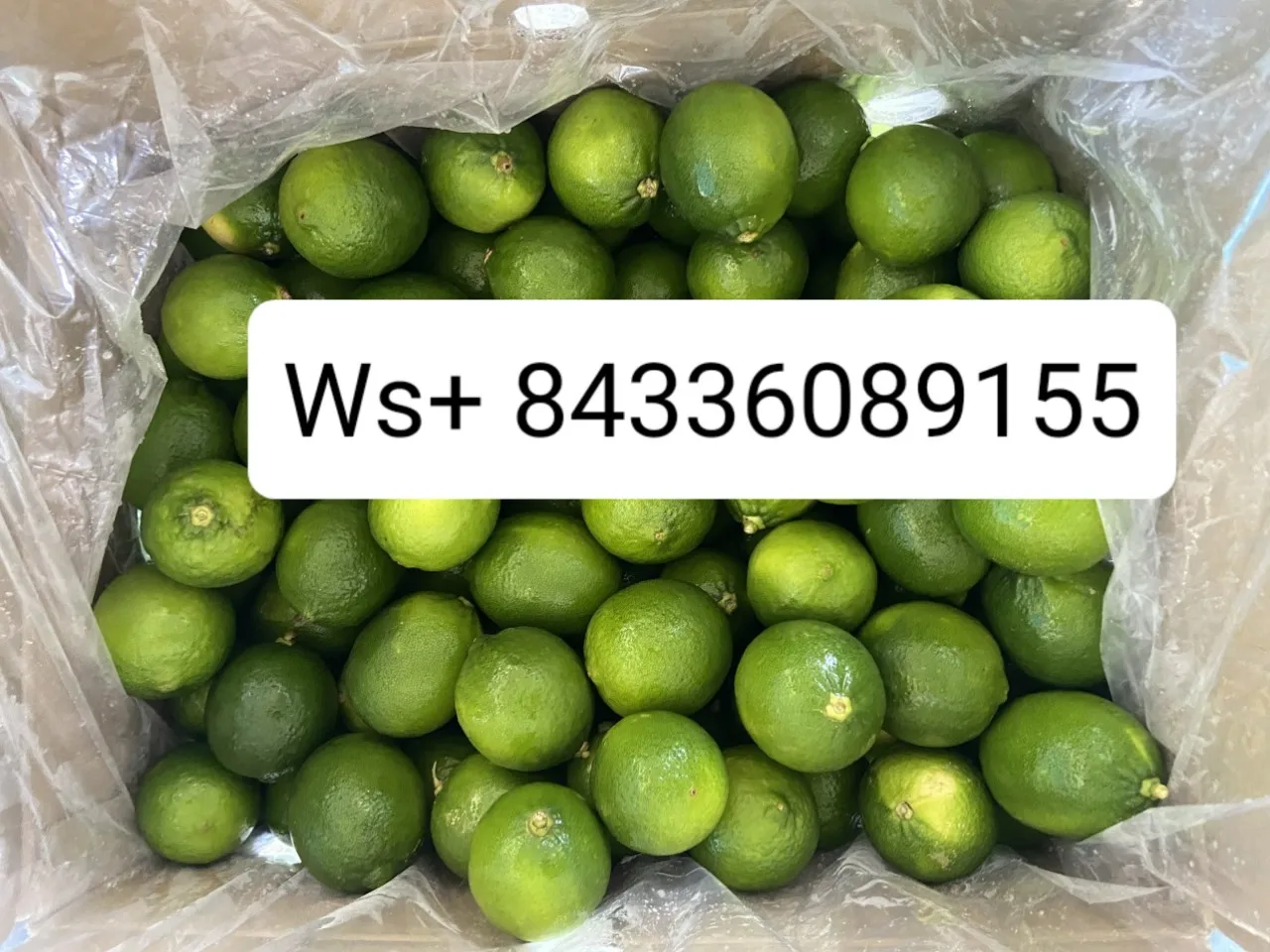 Lemon export good price/100% Natural/ Fresh Green Seedless Lemons from Vietnam/Jolene HH +84336089155