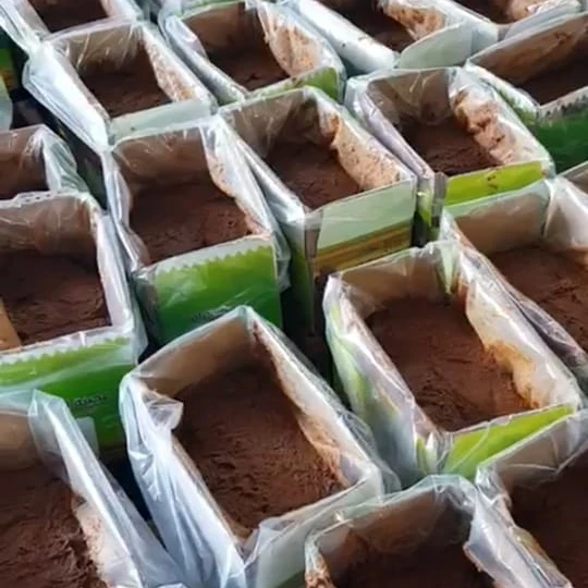 Factory Hot sell iraqit Zahdi dates  Dried Fruit Dry Certified Jujube Red Dates paste for good price