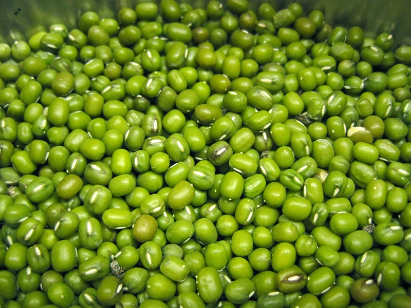 BEST PRICE Dried Green Mung Bean with high quality from Vietnam - ATL GLOBAL