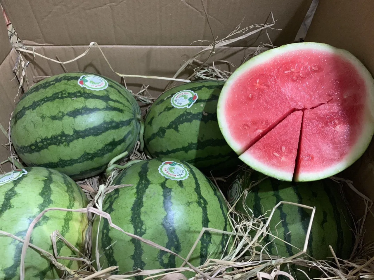 fresh fruit watermelon new crop high quality