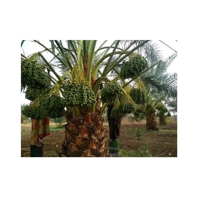 Tissue cultured date palm Ajwa Dates Seedlings Agri-Horti