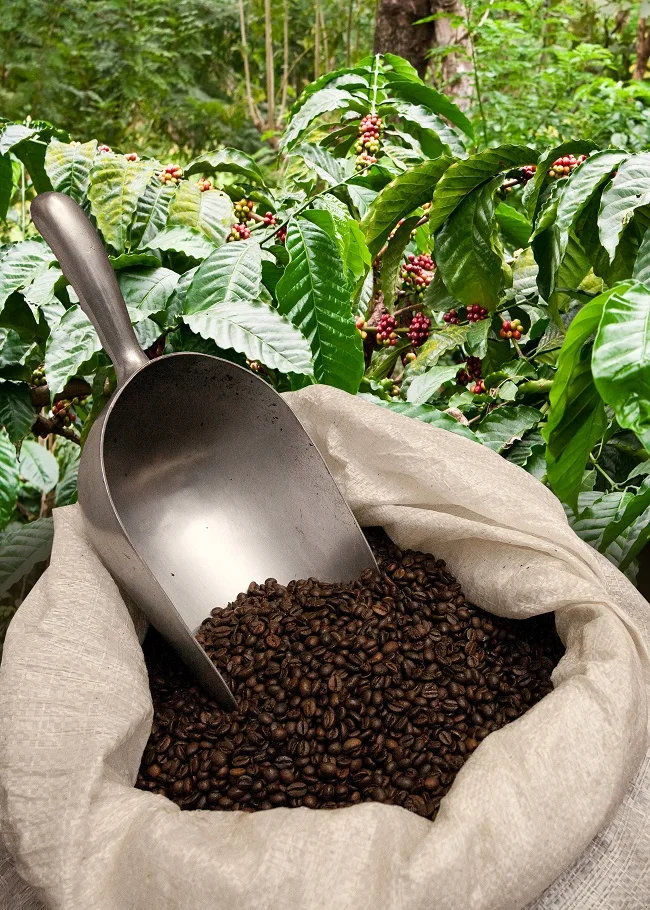 Сертифицированный Итальянский эспрессо, выбор изысканных блюд кофе, биокаффи Гран смесь, 1 кг в бобов, 100% органический, 100% Fairtrade