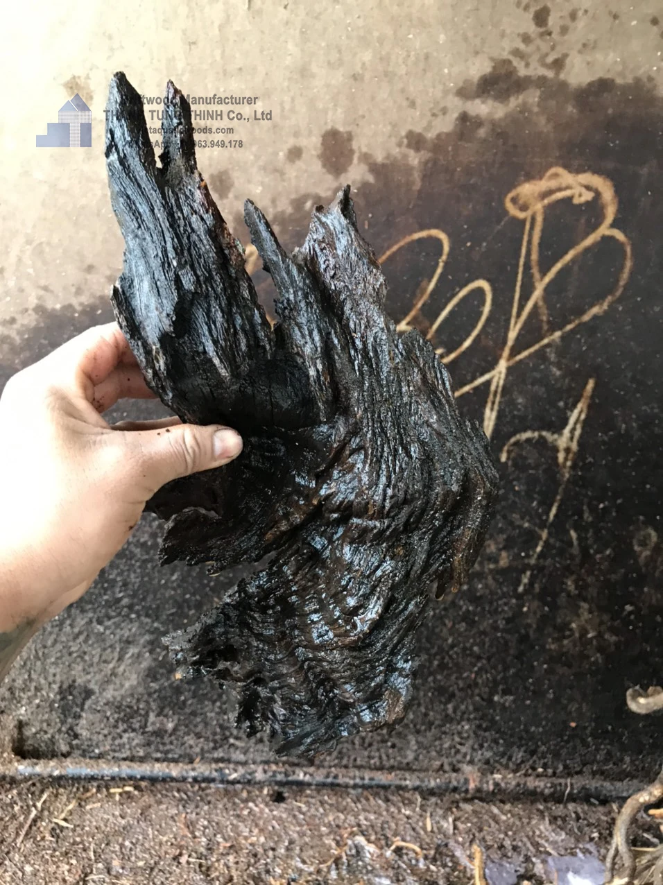 Hot items 2024 Driftwood Nature for Aquarium Landscaping, Aquarium Fish Tank, Planting Grass WhatsApp: +84 961005832